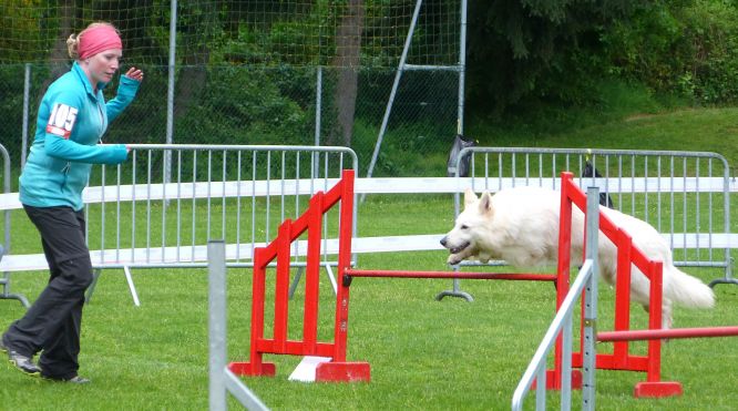 Résultats du Berger Blanc Suisse en agility Résultats du Berger Blanc Suisse en agility