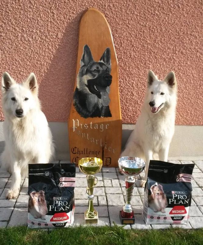 Résultats du Berger Blanc Suisse en pistageFR Résultats du Berger Blanc Suisse en pistageFR