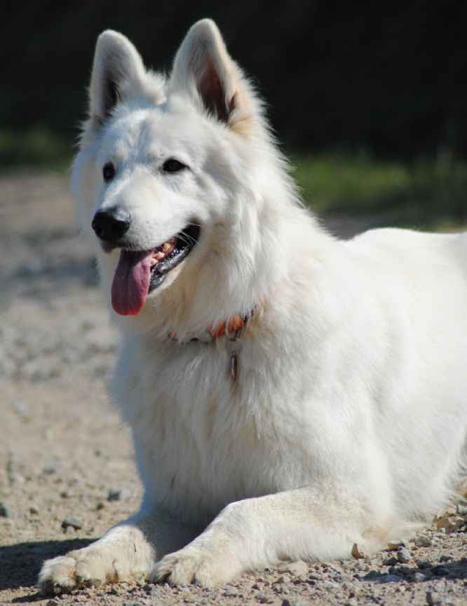 Résultats du Berger Blanc Suisse en pistageFR Résultats du Berger Blanc Suisse en pistageFR