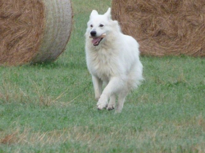 Résultats du Berger Blanc Suisse en pistageFR Résultats du Berger Blanc Suisse en pistageFR
