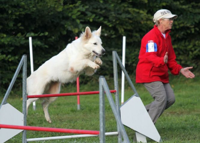 Résultats du Berger Blanc Suisse en agility Résultats du Berger Blanc Suisse en agility