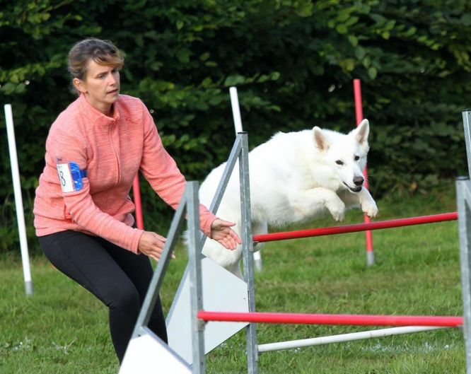Résultats du Berger Blanc Suisse en agility Résultats du Berger Blanc Suisse en agility