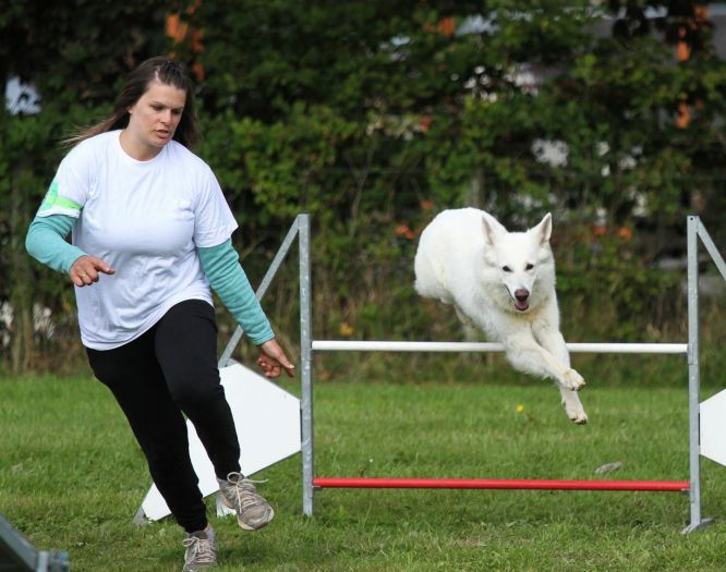 Résultats du Berger Blanc Suisse en agility Résultats du Berger Blanc Suisse en agility