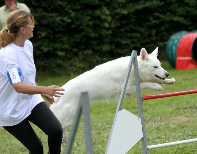 Résultats du Berger Blanc Suisse en agility Résultats du Berger Blanc Suisse en agility