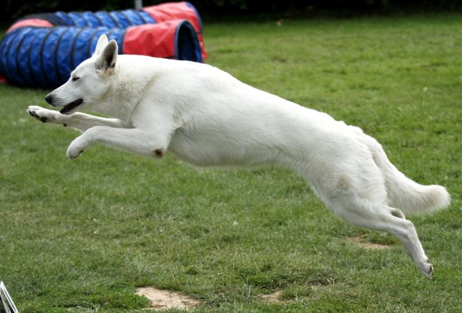 Résultats du Berger Blanc Suisse en agility Résultats du Berger Blanc Suisse en agility