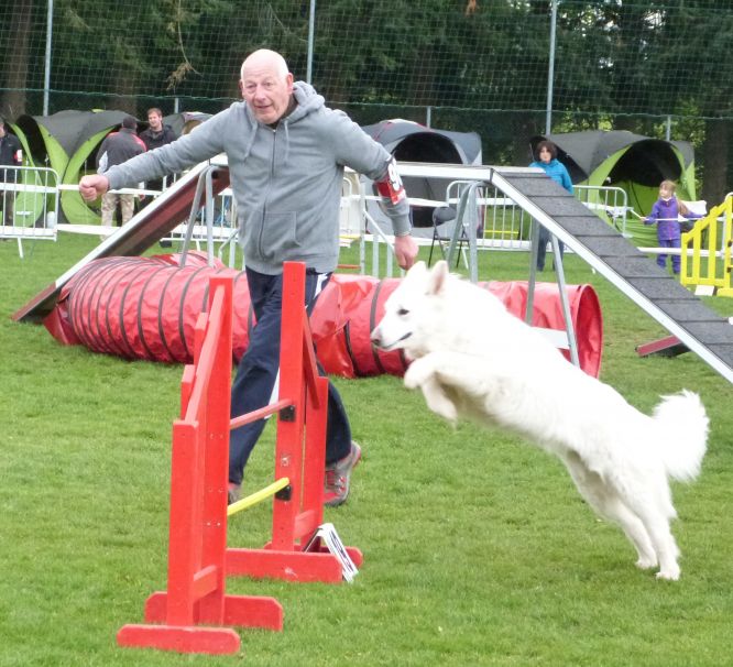 Résultats du Berger Blanc Suisse en agility Résultats du Berger Blanc Suisse en agility