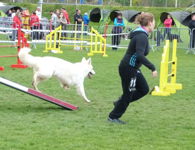 Résultats du Berger Blanc Suisse en agility Résultats du Berger Blanc Suisse en agility