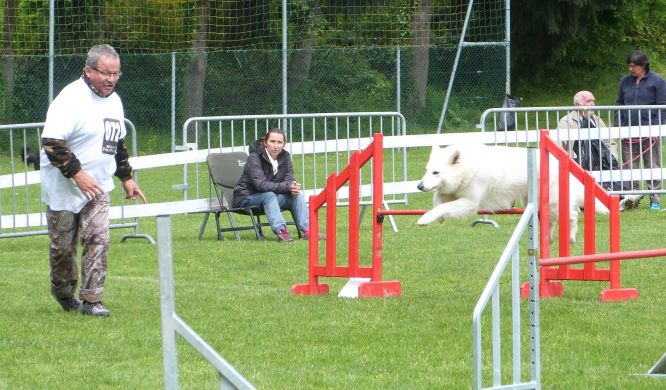 Résultats du Berger Blanc Suisse en agility Résultats du Berger Blanc Suisse en agility