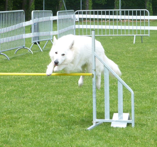 Résultats du Berger Blanc Suisse en agility Résultats du Berger Blanc Suisse en agility
