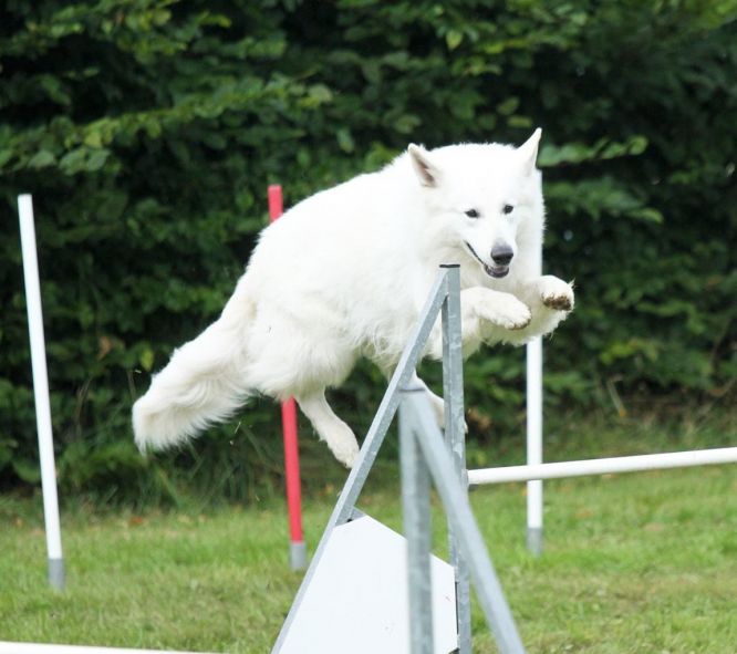 Résultats du Berger Blanc Suisse en agility Résultats du Berger Blanc Suisse en agility