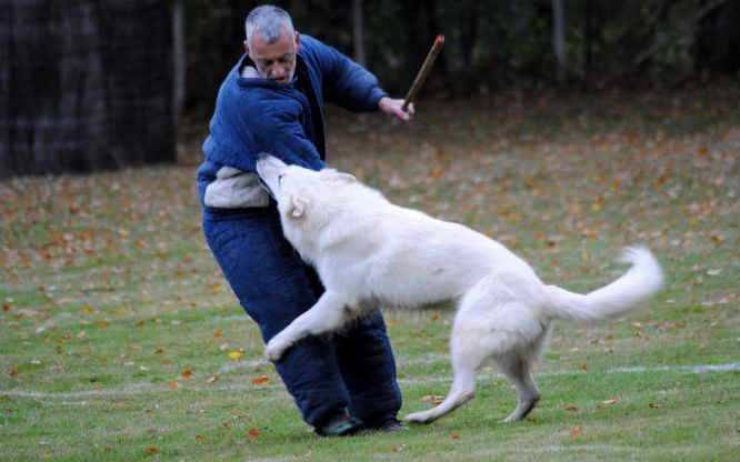Résultats du Berger Blanc Suisse en ring Résultats du Berger Blanc Suisse en ring