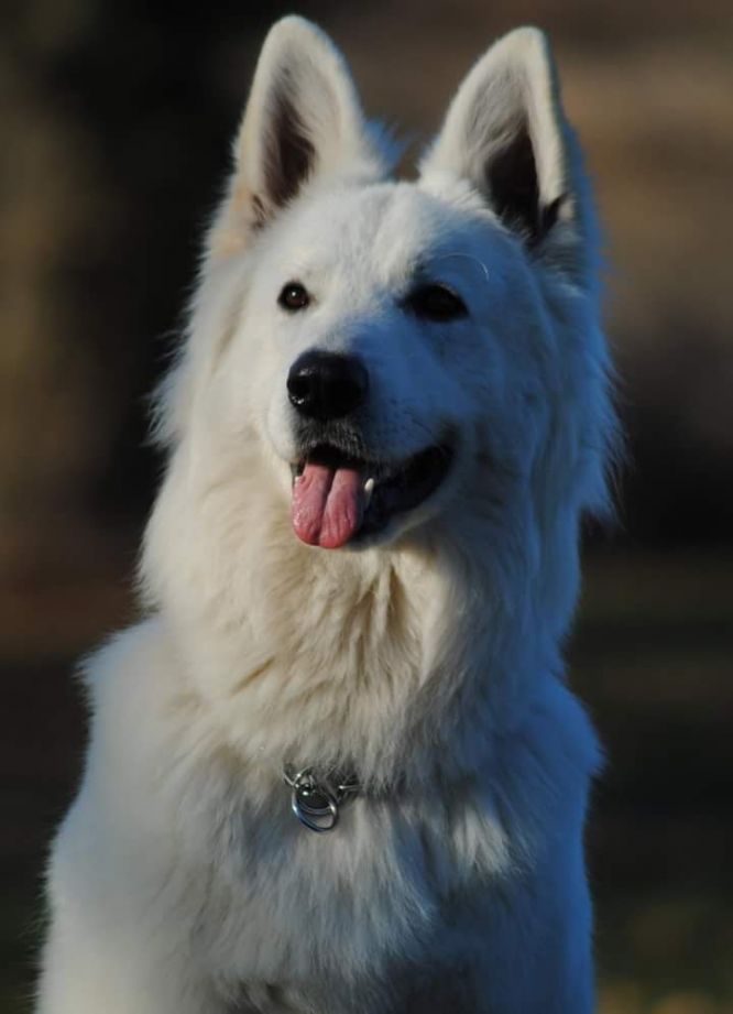 Résultats du Berger Blanc Suisse en obeissance Résultats du Berger Blanc Suisse en obeissance