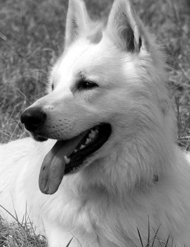 Résultats du Berger Blanc Suisse en obeissance Résultats du Berger Blanc Suisse en obeissance