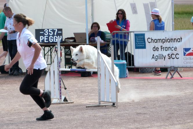 Résultats du Berger Blanc Suisse en agility Résultats du Berger Blanc Suisse en agility