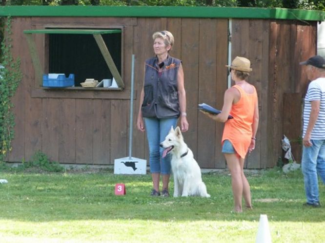 Résultats du Berger Blanc Suisse en obeissance Résultats du Berger Blanc Suisse en obeissance