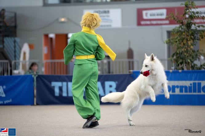 Résultats du Berger Blanc Suisse en obr Résultats du Berger Blanc Suisse en obr