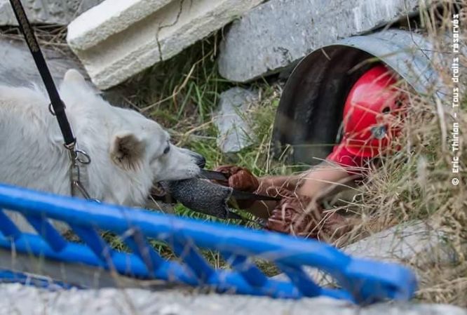 Résultats du Berger Blanc Suisse en sauvetage Résultats du Berger Blanc Suisse en sauvetage