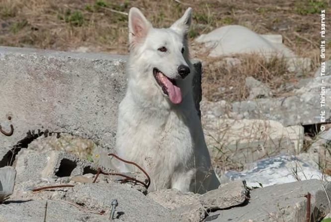Résultats du Berger Blanc Suisse en sauvetage Résultats du Berger Blanc Suisse en sauvetage