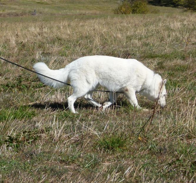 Résultats du Berger Blanc Suisse en pistageFCI Résultats du Berger Blanc Suisse en pistageFCI