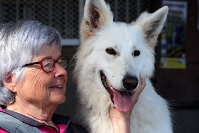 Résultats du Berger Blanc Suisse en obeissance Résultats du Berger Blanc Suisse en obeissance