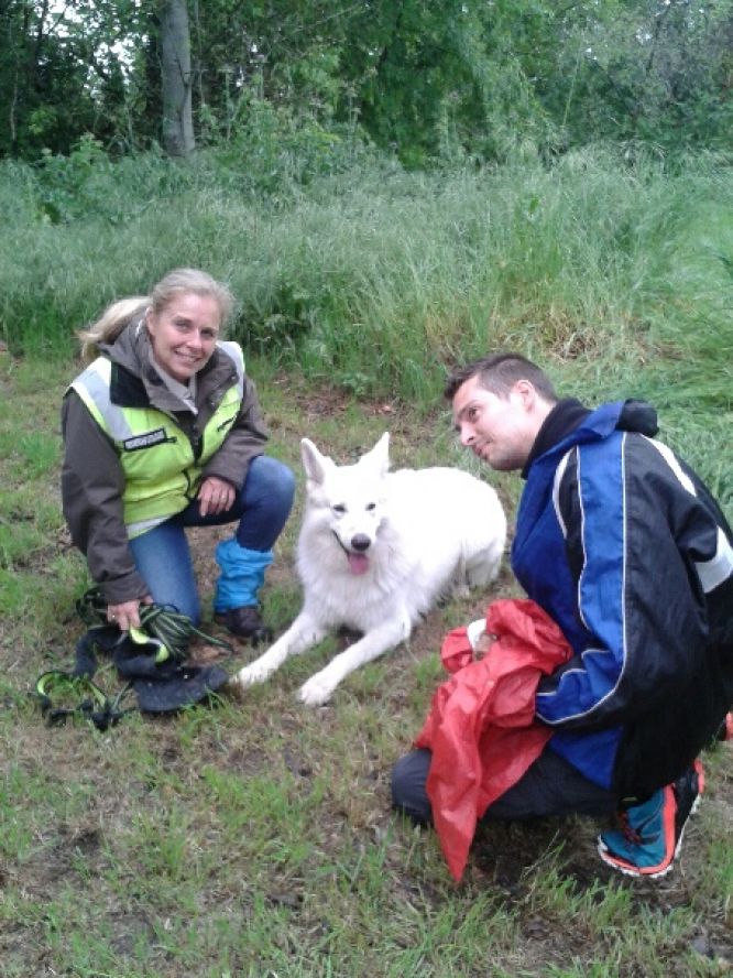 Résultats du Berger Blanc Suisse en RU Résultats du Berger Blanc Suisse en RU