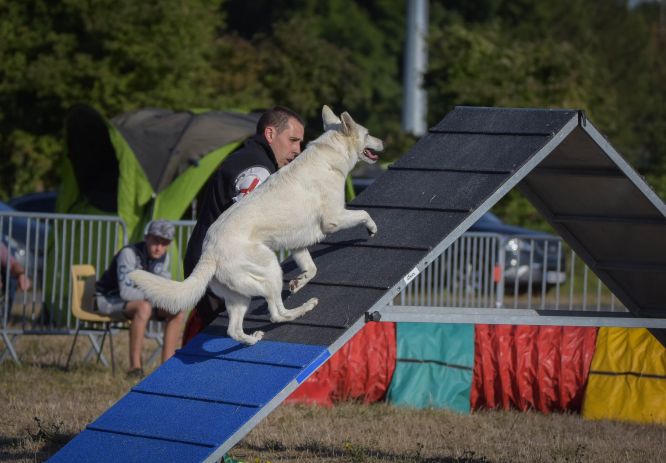 Résultats du Berger Blanc Suisse en agility Résultats du Berger Blanc Suisse en agility