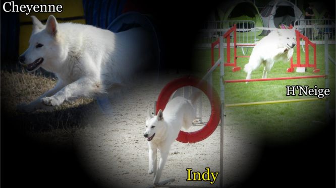 Résultats du Berger Blanc Suisse en agility Résultats du Berger Blanc Suisse en agility