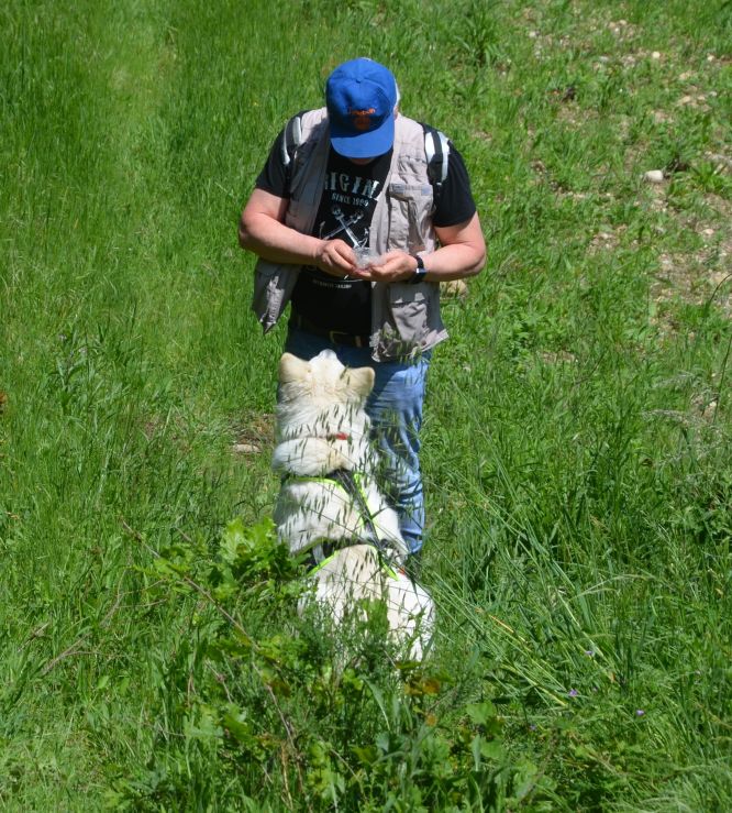 Résultats du Berger Blanc Suisse en RU Résultats du Berger Blanc Suisse en RU