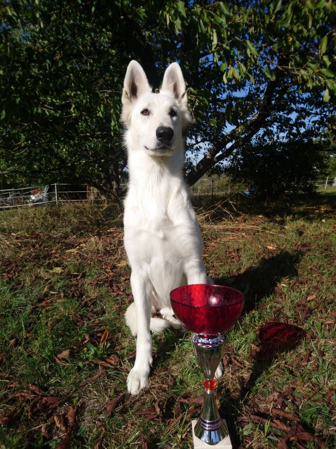 Résultats du Berger Blanc Suisse en pistageFCI Résultats du Berger Blanc Suisse en pistageFCI