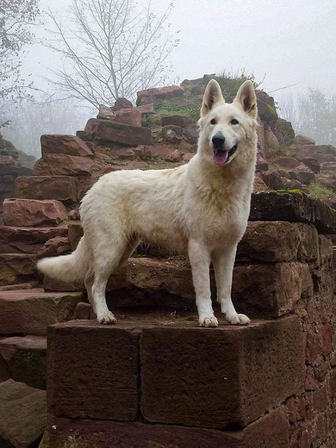 Résultats du Berger Blanc Suisse en pistageFCI Résultats du Berger Blanc Suisse en pistageFCI