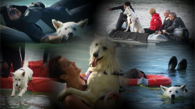 Résultats du Berger Blanc Suisse en sauvetageEau Résultats du Berger Blanc Suisse en sauvetageEau