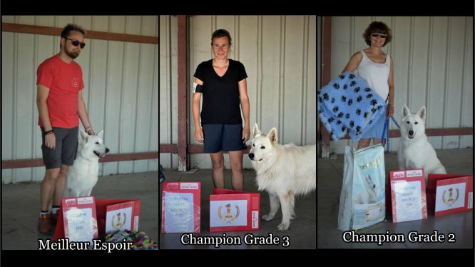 Résultats du Berger Blanc Suisse en agility Résultats du Berger Blanc Suisse en agility