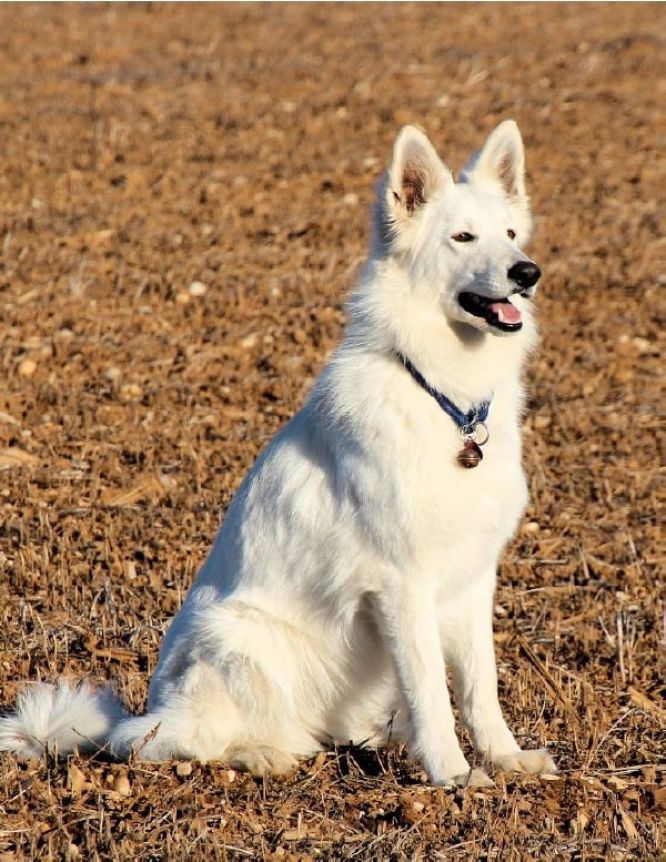 Résultats du Berger Blanc Suisse en pistageFR Résultats du Berger Blanc Suisse en pistageFR