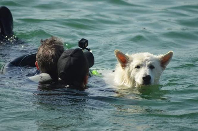 Résultats du Berger Blanc Suisse en sauvetageEau Résultats du Berger Blanc Suisse en sauvetageEau