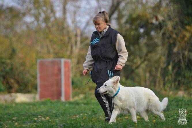Résultats du Berger Blanc Suisse en ring Résultats du Berger Blanc Suisse en ring