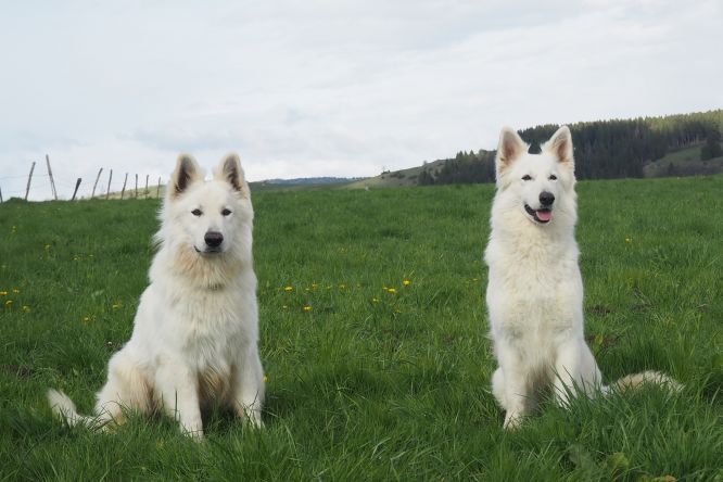 Résultats du Berger Blanc Suisse en pistageFR Résultats du Berger Blanc Suisse en pistageFR