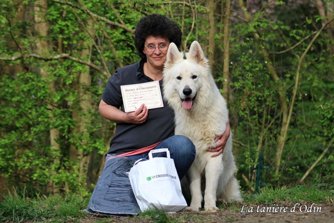 Résultats du Berger Blanc Suisse en obeissance Résultats du Berger Blanc Suisse en obeissance