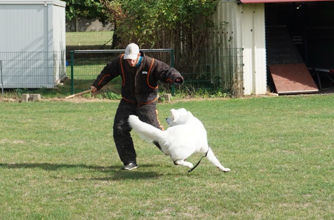 Résultats du Berger Blanc Suisse en ring Résultats du Berger Blanc Suisse en ring