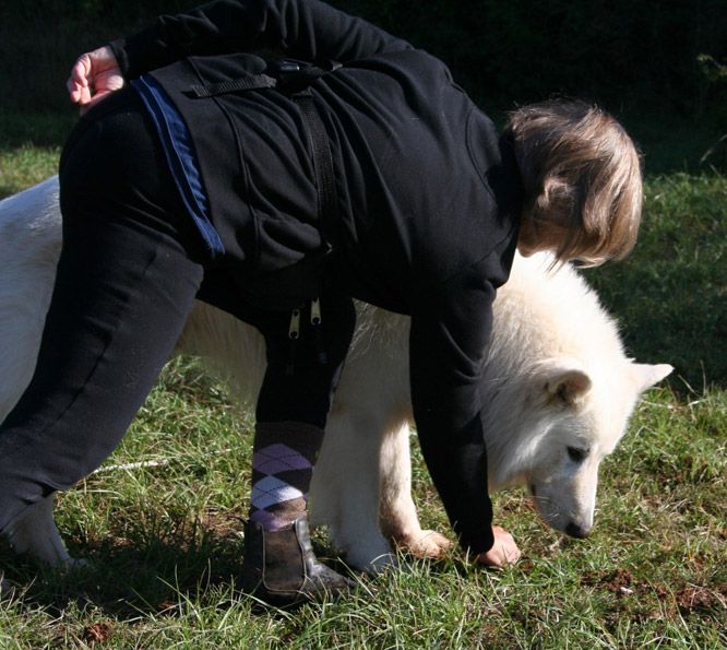 Résultats du Berger Blanc Suisse en cavage Résultats du Berger Blanc Suisse en cavage