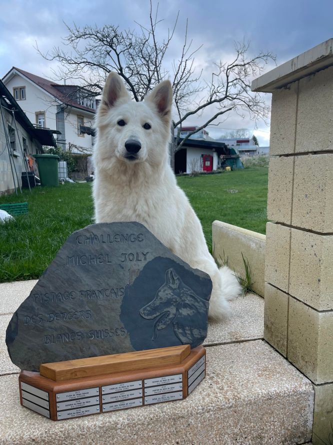 Résultats du Berger Blanc Suisse en pistageFR Résultats du Berger Blanc Suisse en pistageFR