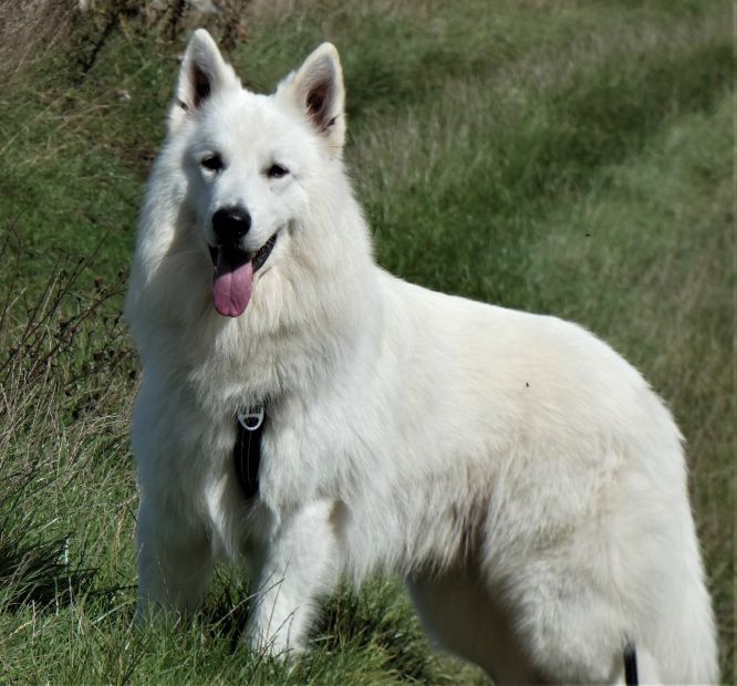 Résultats du Berger Blanc Suisse en RU Résultats du Berger Blanc Suisse en RU