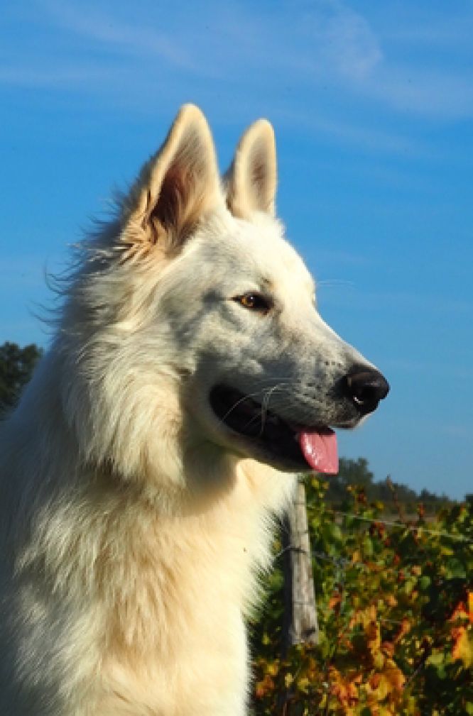 Résultats du Berger Blanc Suisse en pistageFR Résultats du Berger Blanc Suisse en pistageFR