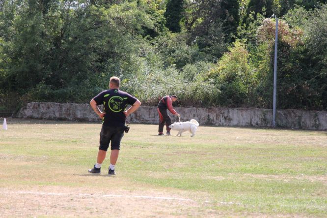 Résultats du Berger Blanc Suisse en ring Résultats du Berger Blanc Suisse en ring