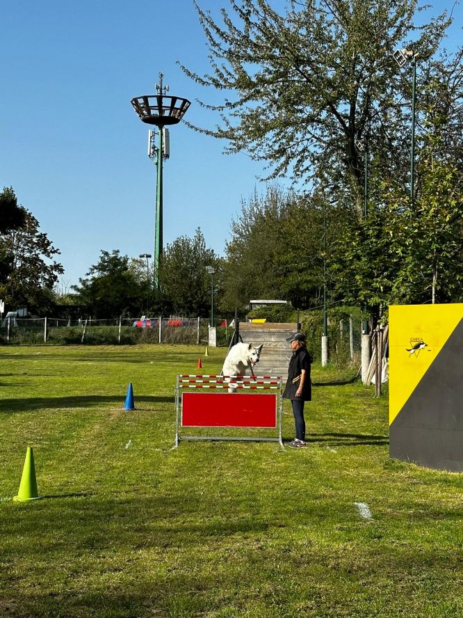 Résultats du Berger Blanc Suisse en ring Résultats du Berger Blanc Suisse en ring