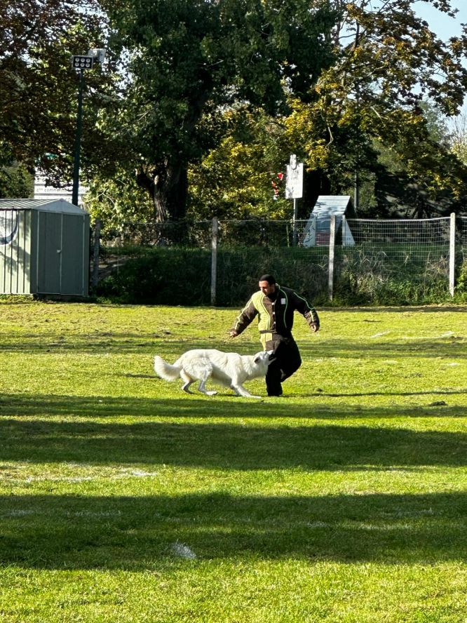 Résultats du Berger Blanc Suisse en ring Résultats du Berger Blanc Suisse en ring