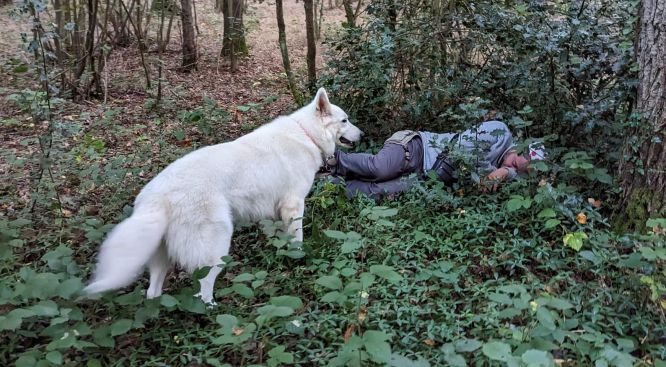Résultats du Berger Blanc Suisse en sauvetage Résultats du Berger Blanc Suisse en sauvetage