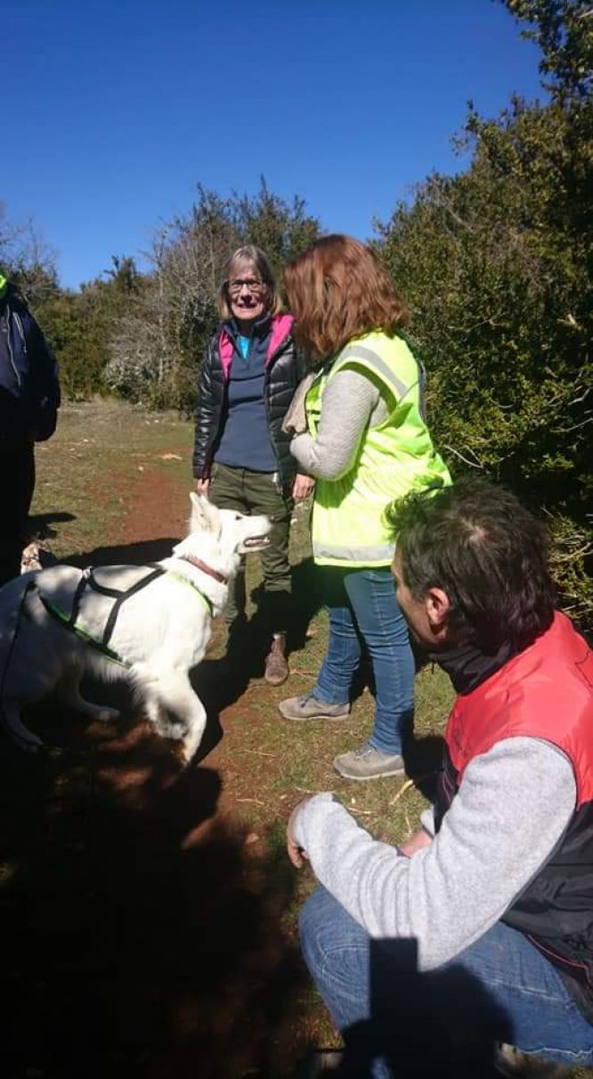 Résultats du Berger Blanc Suisse en RU Résultats du Berger Blanc Suisse en RU