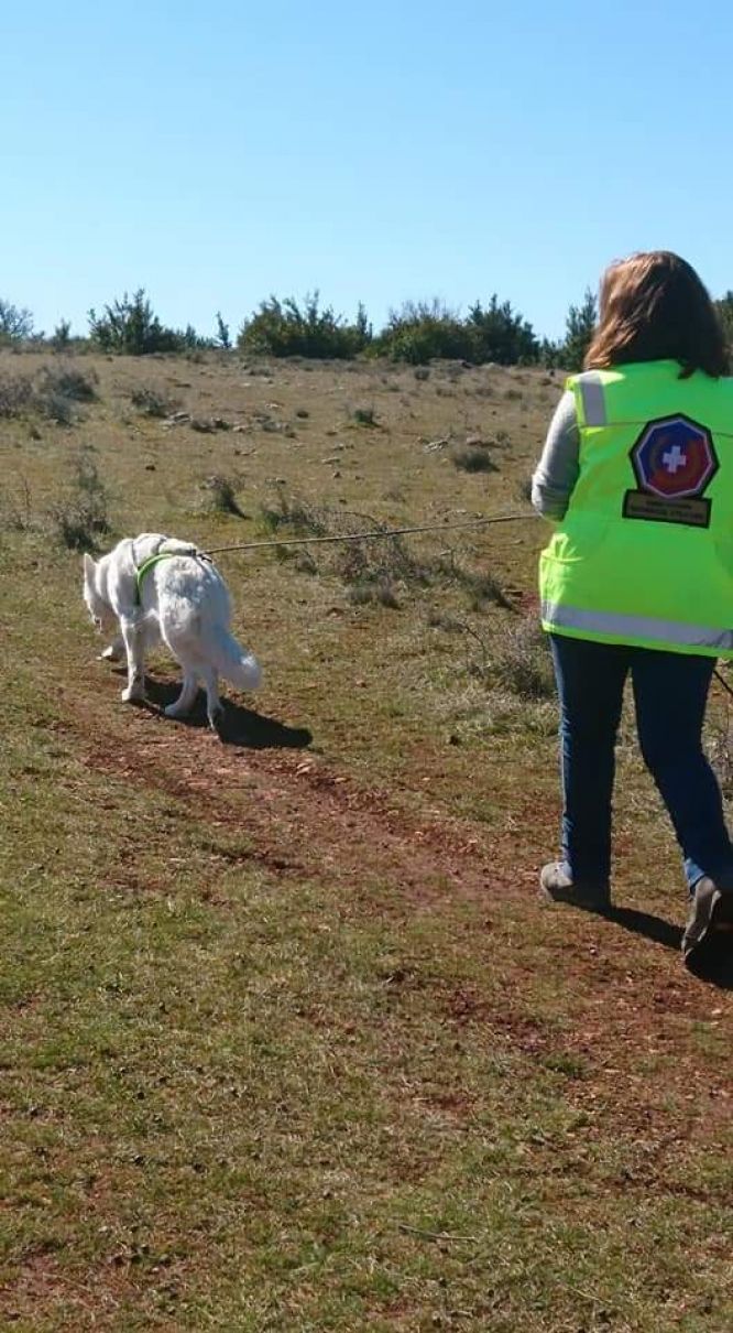 Résultats du Berger Blanc Suisse en RU Résultats du Berger Blanc Suisse en RU