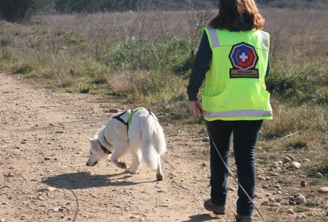 Résultats du Berger Blanc Suisse en RU Résultats du Berger Blanc Suisse en RU