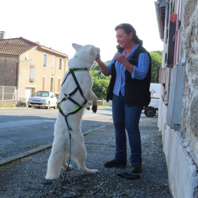 Résultats du Berger Blanc Suisse en RU Résultats du Berger Blanc Suisse en RU